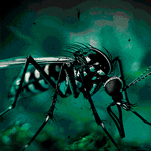 Mosquito Tigre C