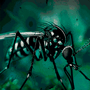 Mosquito Tigre V